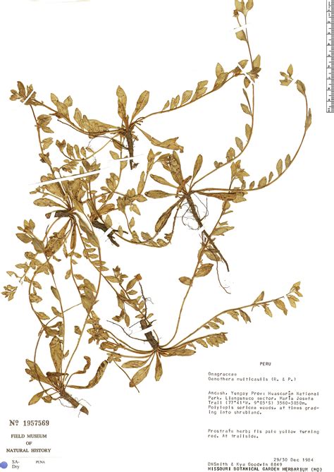 Oenothera Multicaulis Rapid Reference The Field Museum