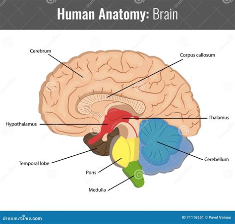 Ausführliche Anatomie Des Menschlichen Gehirns Vektor Medizinisch
