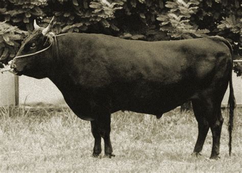 Line Breeding vs Inbreeding - Lone Mountain Cattle