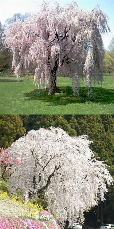White Fountain Weeping Cherry Tree Seedsdiy Home Garden Dwarf Tree