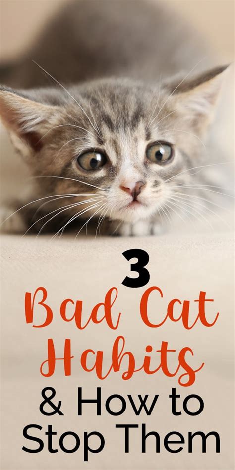 Give your cat an electrolyte replacement solution. 3 Bad Cat Habits & How to Stop Them - The Catington Post