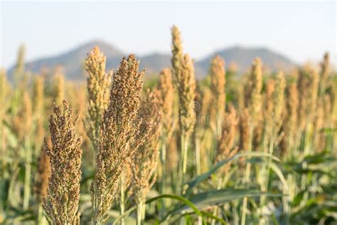 Millet Or Sorghum In Field Of Feed For Livestock Stock Image Image Of Farming Growth 113060247