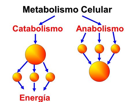 Catabolismo