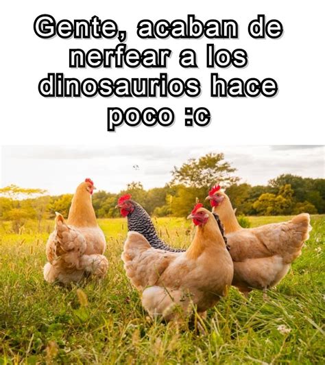 Top Memes De Gallinas En Español Memedroid