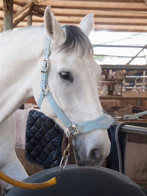 Free Images White Stallion Mane Bridle Whitehorse Mare