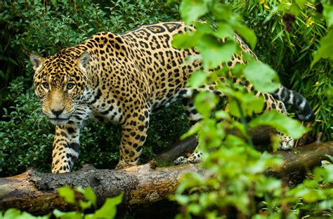 Tropical Rainforest Jaguar