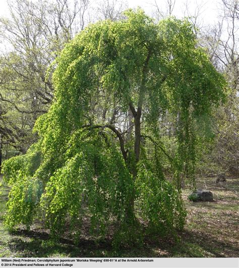 Cercidiphyllum Japonicum Trees And Shrubs Online