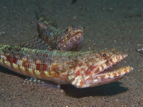 Lizardfish In The Sand Photo And Wallpaper Cute Lizardfish In The Sand
