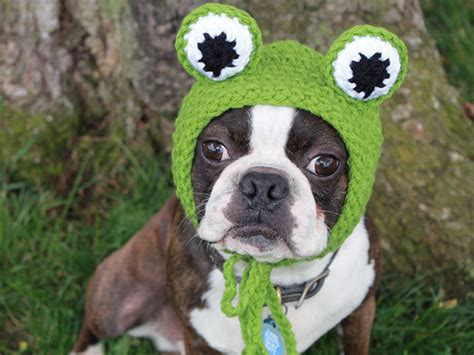 18 Pets Wearing Crocheted Hats Are The Purrfect Fashion Trend