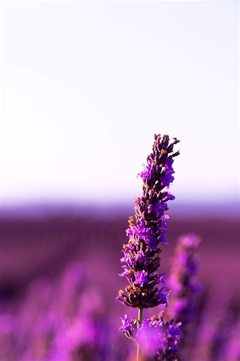 Lavender Flower Minimalist Lavender Flowers Hd Phone Wallpaper Pxfuel