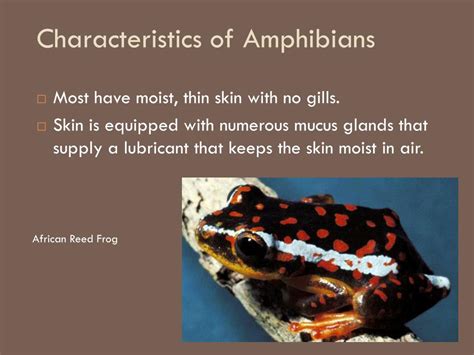 Ppt Characteristics Of Amphibians Powerpoint Presentation Free