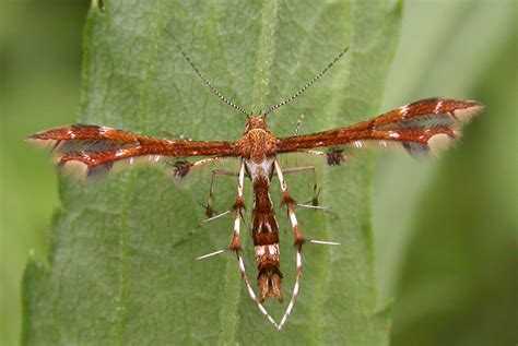 Los 20 Insectos Más Extraños Del Mundo Página 6 Homenal