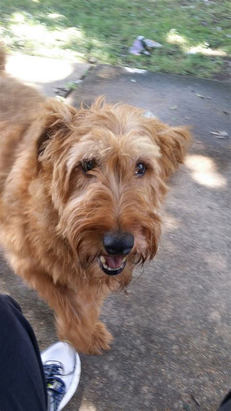 See puppy pictures, health information and reviews. Seamus in Missouri -Adopted | Irish Terrier Rescue Network