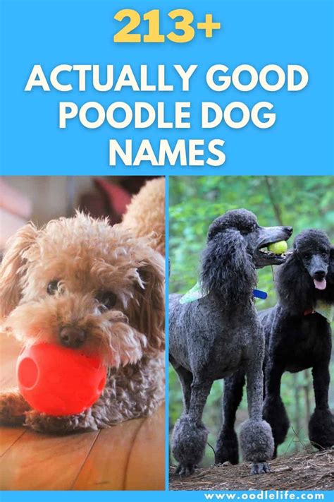 213 Best Poodle Names Actually Good Oodle Life