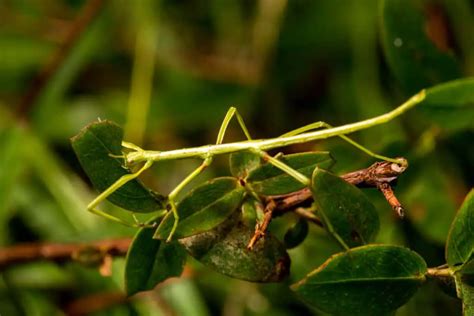 Praying Mantis Vs Stick Bug Are They The Same Thing Whatbugisthat