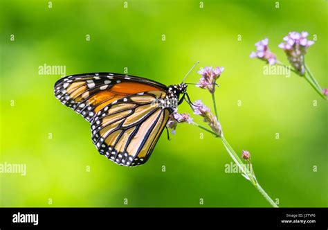 Monarch Butterfly Danaus Plexippus Perched On Pink Flowers Stock