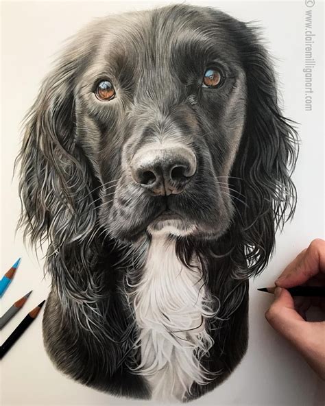 Dog Face Drawing Realistic How To Draw A Realistic Dog Face Step By