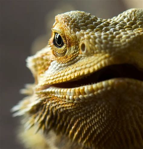 6 Reasons Bearded Dragons Make The Best Pets