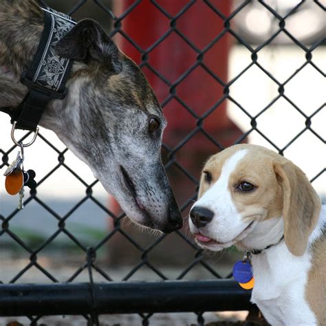 Greyhound V Beagle Puppy Por Liza31337