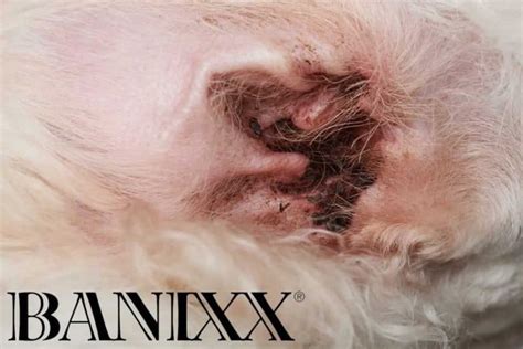 Dog Ear Infections Causes Symptoms And How To Treat Banixx