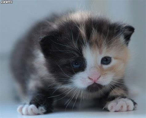 Use the nationwide database of cats looking for good homes below! Baby kittens for Free | Baby Calico, Animals, Calicos ...