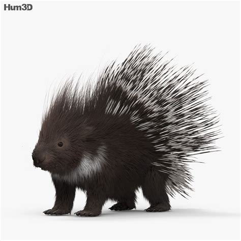 Which animals does google have in 3d? Porcupine HD 3D model - Animals on Hum3D