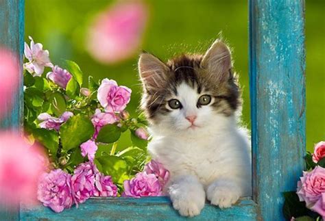 Download Best Cute Kitten Wallpaper No Of Hd For By Danielgonzales