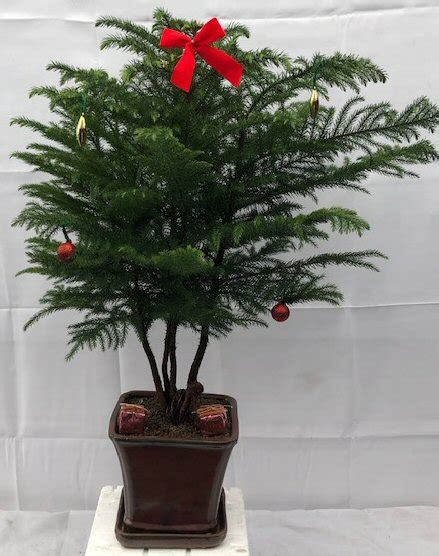 Never fertilize in the winter dormant months and avoid fertilization 3 to 4 weeks after being potted or repotted. Norfolk Island Pine Bonsai TreeWith Holiday Decorations ...