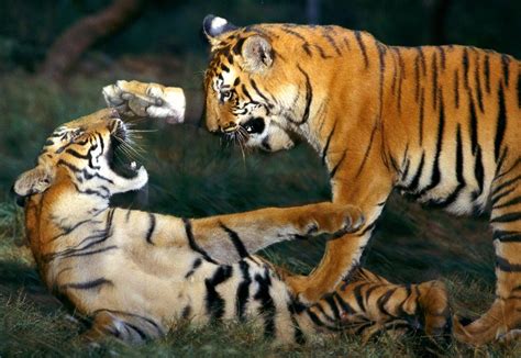 Tigres tuvo su tercer día en tierras mundialistas y la ilusión de hacer historia sigue intacta, al entrenar por la mañana en la universidad. Flores y Palabras: National Geographic: Fotos de tigres