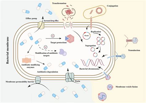 Frontiers Antimicrobial Resistance And Mechanisms Of Epigenetic