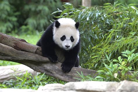 Chinese Panda Fakes Pregnancy To Get More Food Updated