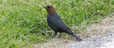 Brown Headed Cowbird Birds Of Nebraska Online