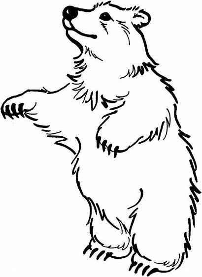 Bear Coloring Pages Standing Clipart Bears Stand