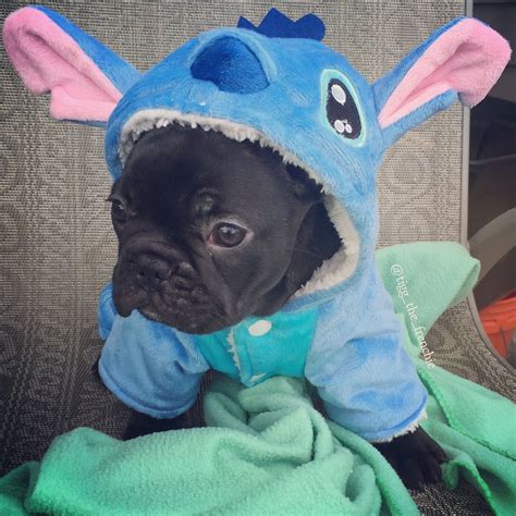 Small dogs clothing french bulldog hoodies chihuahua pug costume cotton pet dog. Pin by Erin Carey on Frenchie | French bulldog halloween ...