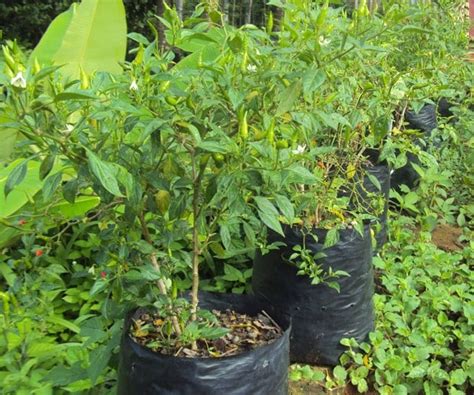 Hal ini demikian terjadi kerana ramai orang menganggapkan di dalam / dalam , sama sahaja. 10 Panduan Lengkap Cara Sukses Menanam Cabe Rawit Di Pot ...