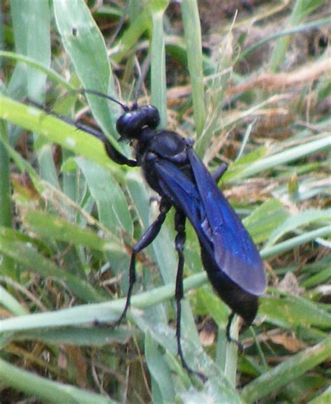 Great Black Wasp Whats That Bug