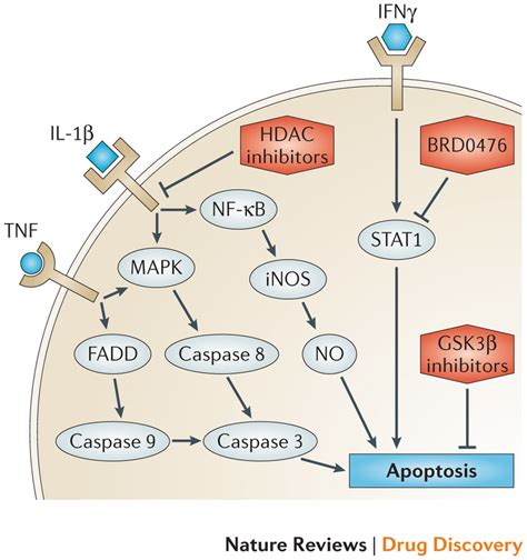 Signalling Pathways Involved In Cytokine Induced Cell Apoptosis A