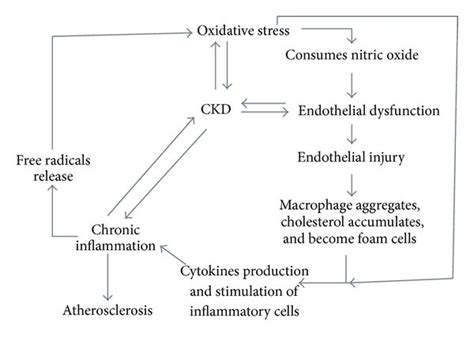 Role Of Oxidative Stress In Chronic Inflammation And Ckd Download