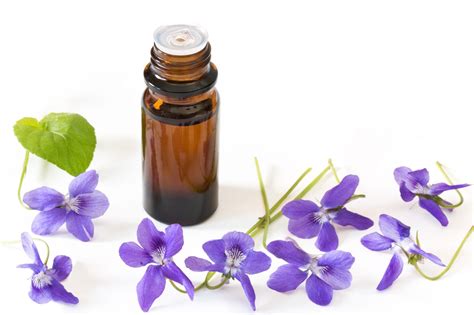 Violet For Skin Care And Medicinal Use Healthy Hildegard