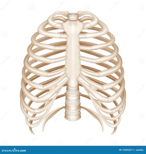 Rib Cage Diagram Unlabeled