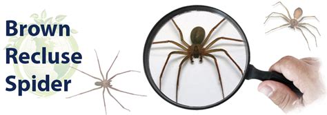 How To Get Rid Of Brown Recluse Spiders Classic Insulation And Pest Control