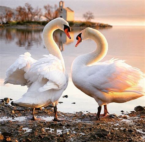 Beautiful Swans There Necks Are In The Shape Of A Heart So Cute Swan