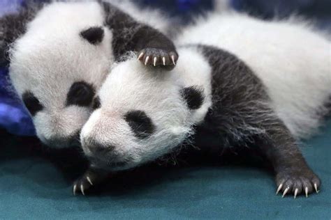 B Animal Giant Panda Off Endangered List As Chinas Conservation
