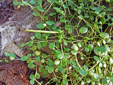 Maybe you would like to learn more about one of these? Peperomia Hope: How to Care and Grow the Hope Plant