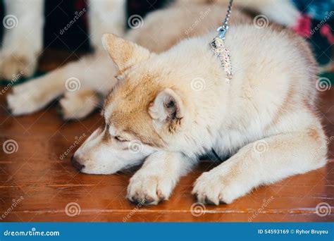 Young Happy Husky Puppy Eskimo Dog Stock Image Image Of Arctic Husky