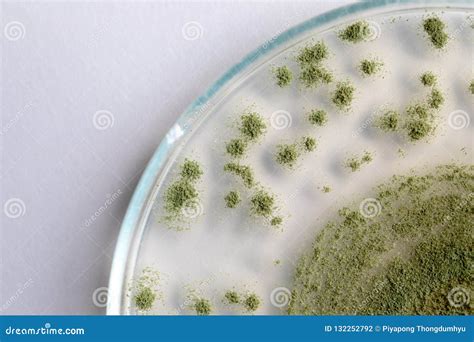 Aspergillus Oryzae Is A Filamentous Fungus Or Mold That Is Used In