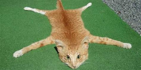 Man Turns Roadkill Cat Into Carpet And Sells It For Nearly 1000