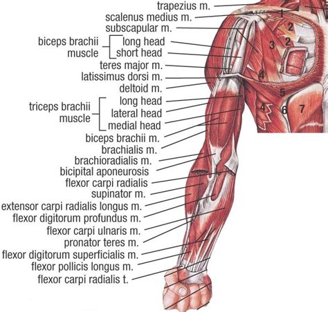 Anterior Muscles Of The Body Labeled 42 530 Muscle Anatomy Stock