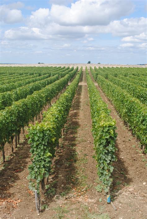 Free Images Landscape Nature Plant Sky Grape Vine Vineyard