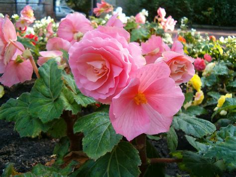 Filebegonia X Tuberhybrida 1005pink1 Wikimedia Commons